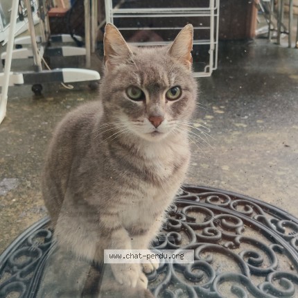 Photo de chat trouvé à Enchenberg