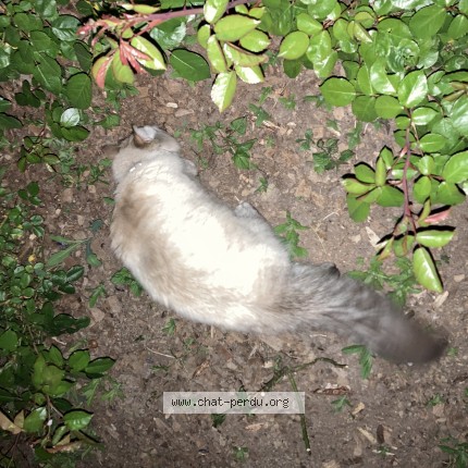 Photo de chat trouvé à Lille