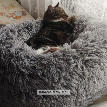 Photo 1/1 Pachette Chat perdu à Amiens