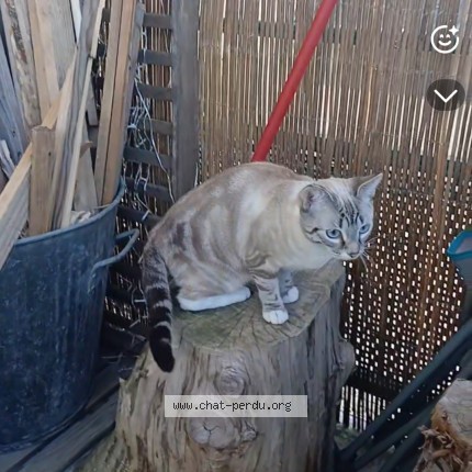 Photo de chat perdu à Vierzon