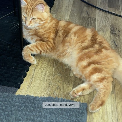 Photo 2/2 princesse Chat perdu à Franconville