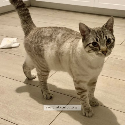 Photo de chat perdu à Salon De Provence