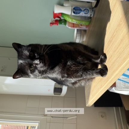 Photo de chat perdu à Saint Sebastien De Morsent