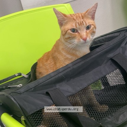 Photo de chat perdu à Mulhouse