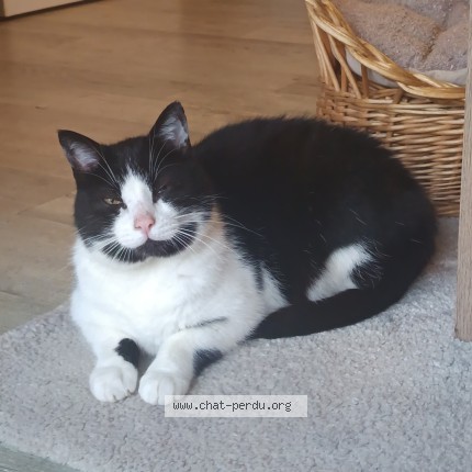 Photo 1/1 NÉO Chat perdu à Saint benoit