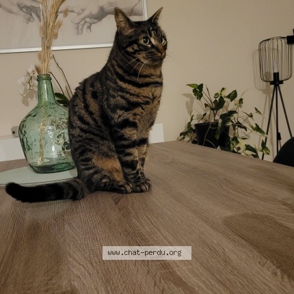 Photo de chat perdu à Bonson