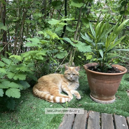 Photo 1/1 Milo Chat perdu à Besancon