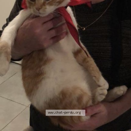 Photo 1/1 minou Chat perdu à Montpellier
