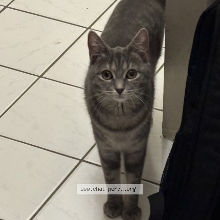 Photo 1/1 jasmine Chat perdu à Nantes