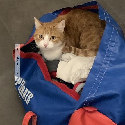 Photo 1/1 Chat retrouvé Perdu à Montferrand le chateau