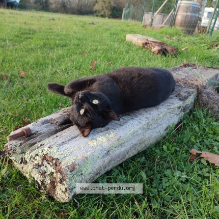 Photo 1/1 Gotham Chat perdu à Sanguinet