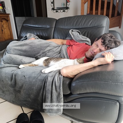 Photo 1/1 Berlioz Chat perdu à Arromanches