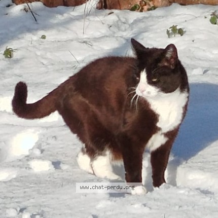 Photo 1/1 Chat retrouvé Perdu à Liancourt