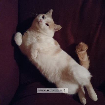 Photo 1/1 Fripon Chat perdu à Le creusot