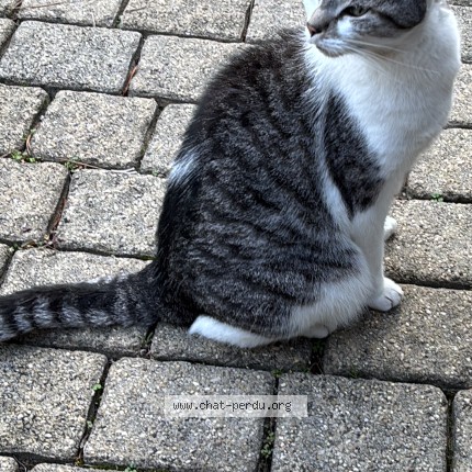 Photo 1/1 ROCKY Chat perdu à Ecully