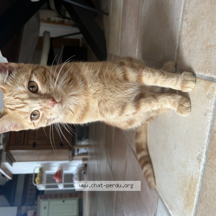 Photo de chat perdu à Sain Bel