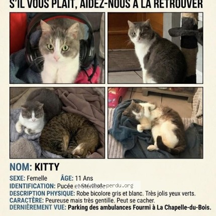 Photo de chat perdu à La Chapelle Du Bois