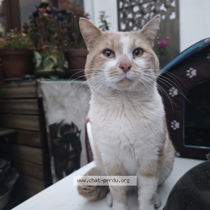Photo de chat perdu à Loos