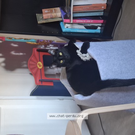 Photo 1/1 Chocolat Chat perdu à Saint denis d anjou