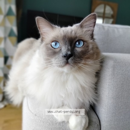 Photo de chat perdu à Bayonne