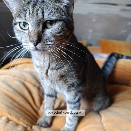 Photo de chat perdu à Forges De Lanouee