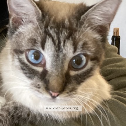 Photo 1/1 moon Chat perdu à Pont de larn