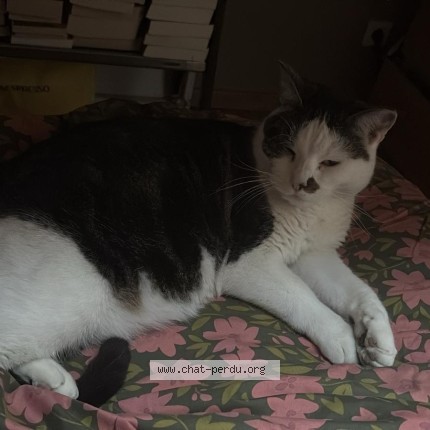 Photo de chat perdu à Talence