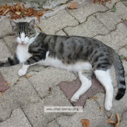 Photo de chat perdu à Portes Les Valence