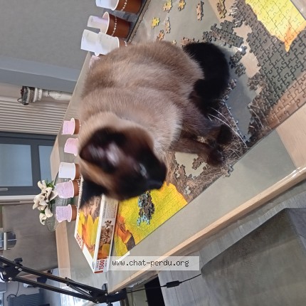 Photo de chat perdu à Croix