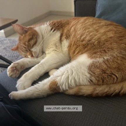 Photo de chat perdu à Varengeville Sur Mer