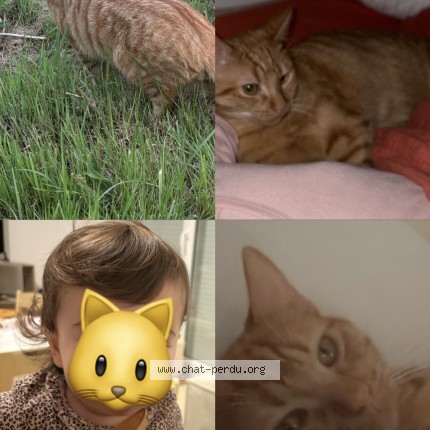 Photo de chat perdu à Genissac