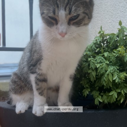 Photo de chat trouvé à Lille
