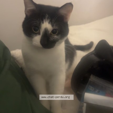 Photo de chat perdu à Courpalay