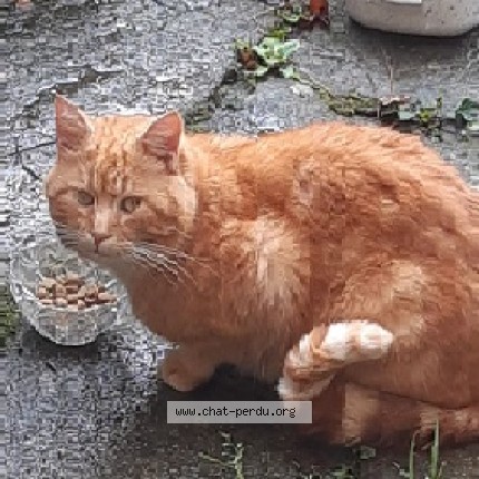 Photo de chat trouvé à Josselin