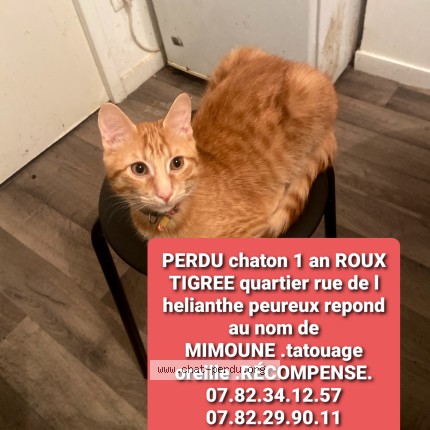 Photo 1/1 aslan mimoune Chat perdu à Val de reuil