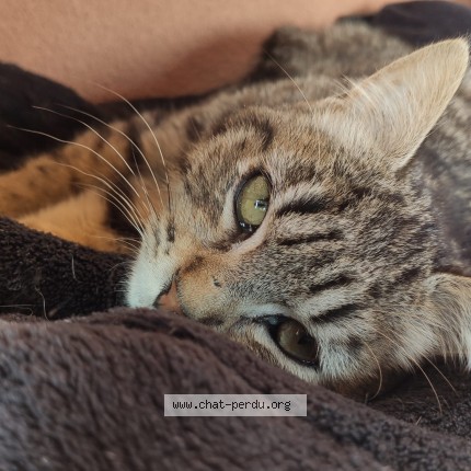 Photo de chat trouvé à Lespinasse