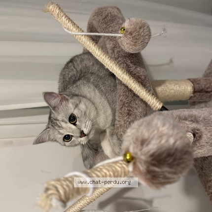 Photo de chat perdu à Saint Genis Pouilly