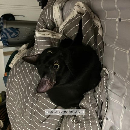 Photo de chat perdu à Fareins