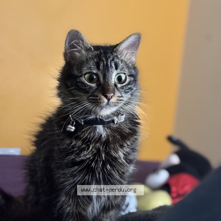 Photo de chat perdu à Grenoble