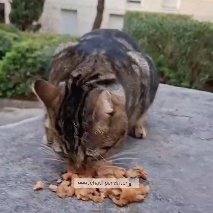 Photo 1/1 Chat trouvé Trouvé à Montpellier