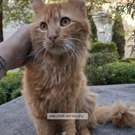 Photo 1/1 Chat trouvé Trouvé à Montpellier