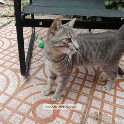 Photo de chat trouvé à Perpignan
