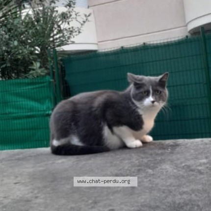 Photo 1/1 Chat trouvé Trouvé à Montpellier