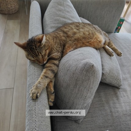 Photo 1/1 Truffo Chat perdu à Irigny