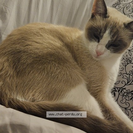 Photo de chat perdu à Moussy Le Vieux