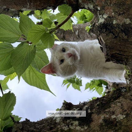 Photo de chat perdu à Montauban