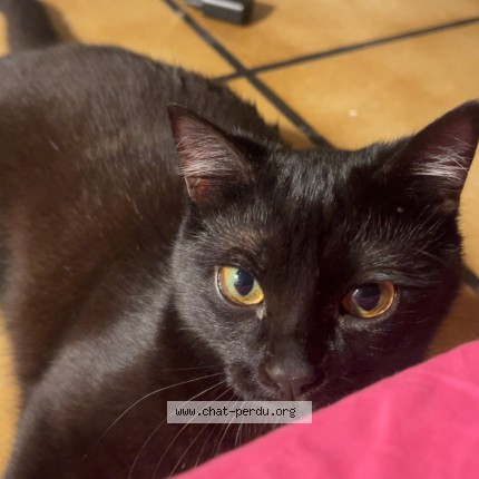 Photo 1/1 bloom Chat perdu à Dax