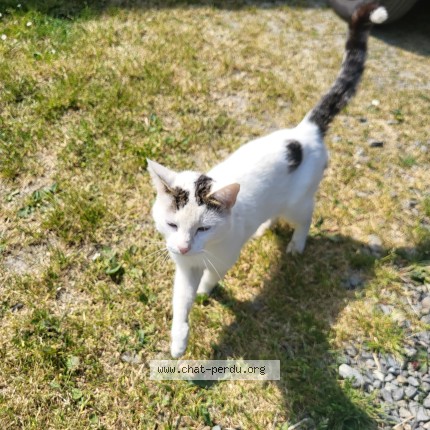 Photo de chat trouvé à Mont Dol