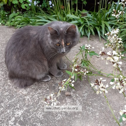 Photo 1/1 Chat retrouvé Perdu à Andouille
