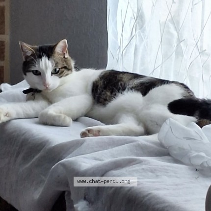 Photo 1/1 Paco Chat perdu à Caudry